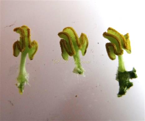  Stamens